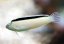 meiacanthus smithi3