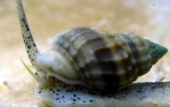 Nassarius Vibex