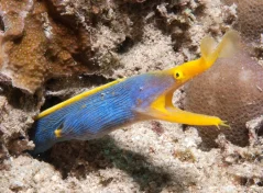 Rhinomuraena quaesita BLUE