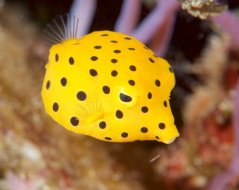 Ostracion cubicus