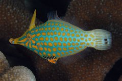 Oxymonacanthus longirostris