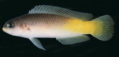 Pseudochromis pylei