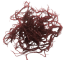 Halymenia durvillei (Dragons breath)