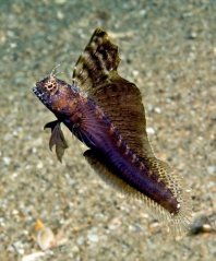 Emblemaria pandionis