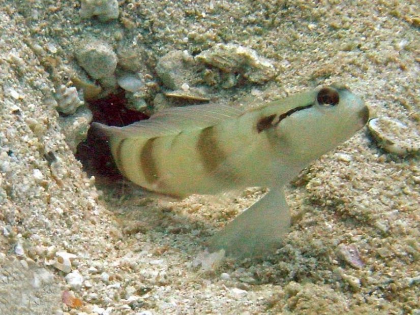 Amblyeleotris gymnocephala1
