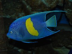 Pomacanthus maculosus