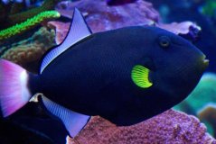 Melichthys vidua