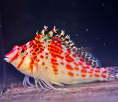 cirrhitichthys falco1