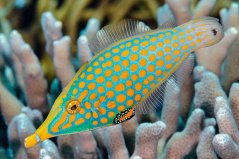 Oxymonacanthus longirostris