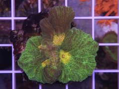 Pectinia alcicornis SPACE INVADER
