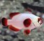 premnas biaculeatus Gold Nuget1