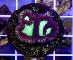 Favites complanata sp.RADIATION