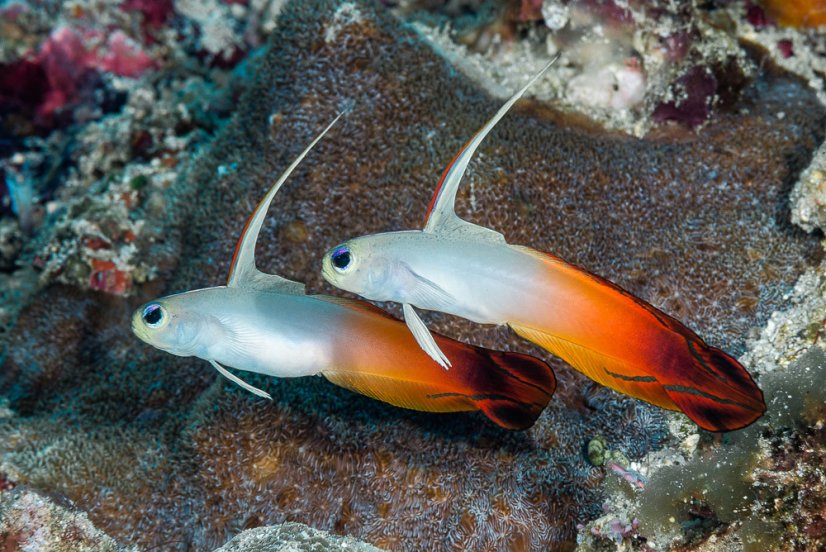 n. magnifica pair