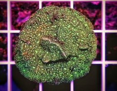 Pavona sp. GLITTER GREEN