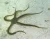 Ophiarachna incrassata
