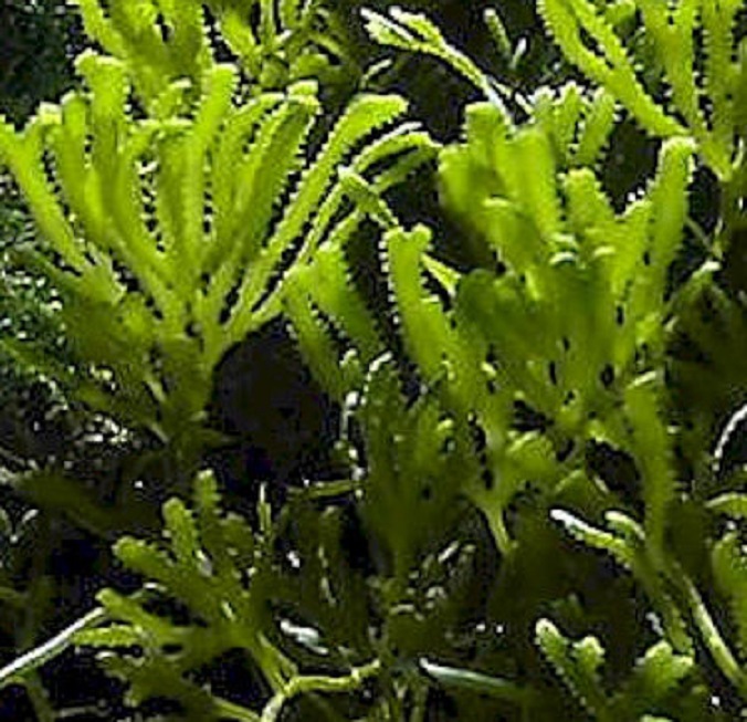 caulerpa serrulata2