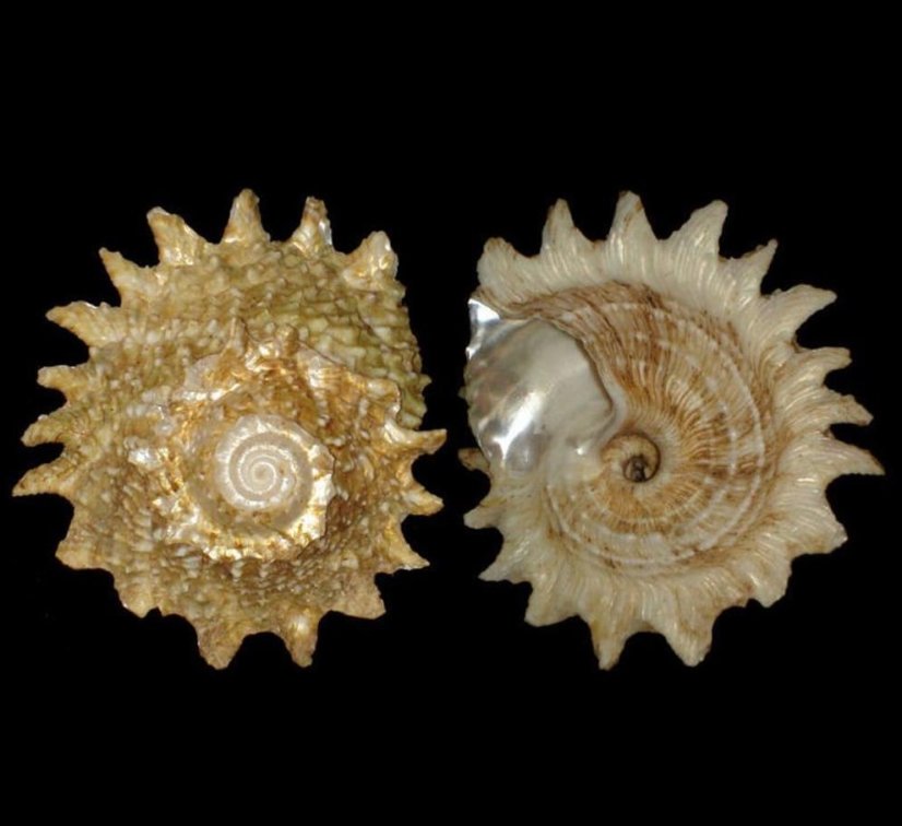 lithopoma phoebium2