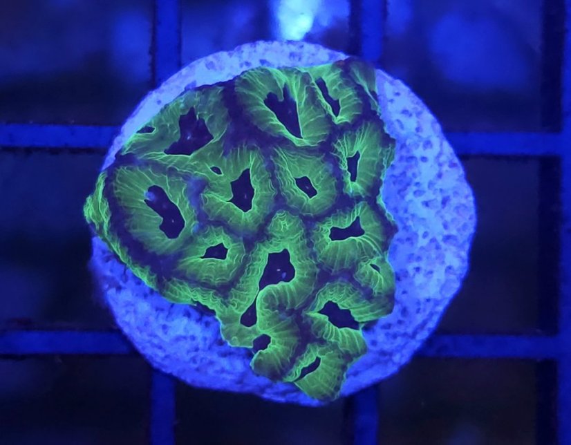 Oulophyllia bennettae PURPLE/GREEN