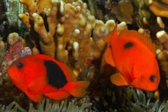 Amphiprion ephippium PÁR