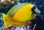 acanthurus pyroferus4