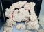 maxspect coral putty 2