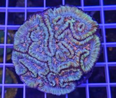 Symhyllia wilsoni PREMIUN MULTICOLOR č.2