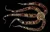 Ophiocoma echinata
