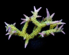 Seriatopora histrix GREEN