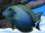 Acanthurus maculiceps4