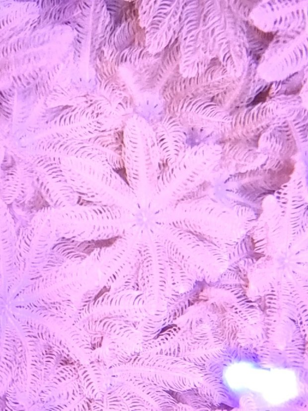 Xenia umbellata
