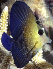 Zebrasoma scopas