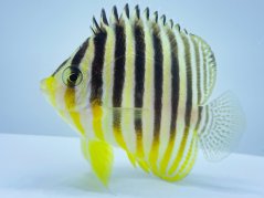 Paracentropyge multifasciata