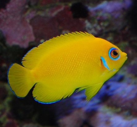 centropyge flavissima II