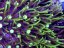 Pachyclavularia sp. GREEN STAR POLYP