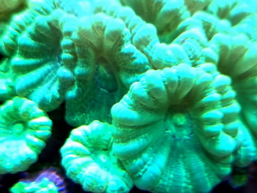 Caulastrea curvata MINT - Veľkosť koralu: 3 polypy