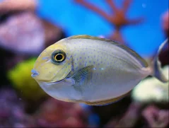 Naso vlamingii
