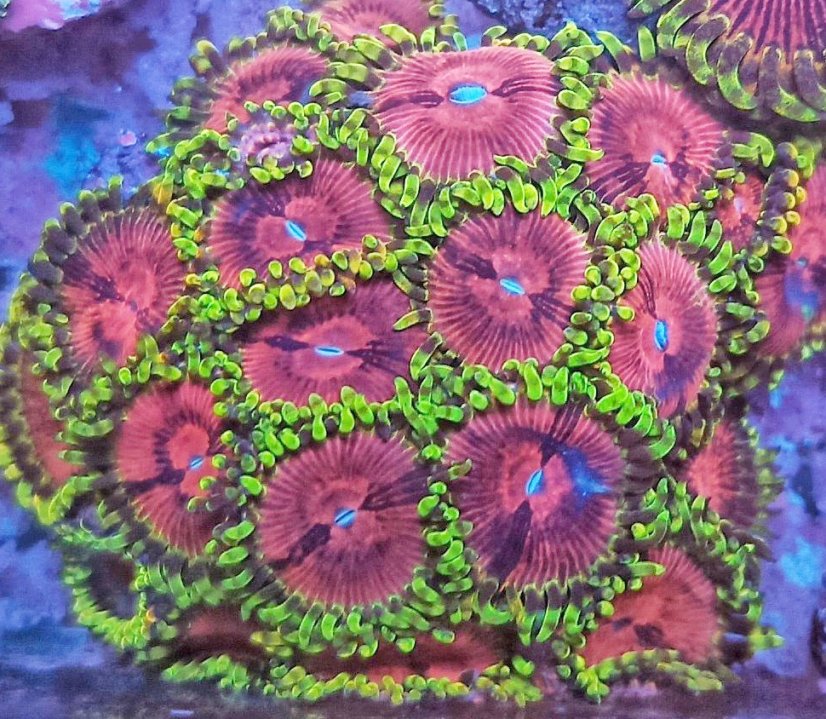 lime chilli colony2