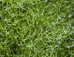 Chaetomorpha linum (Chaeto)