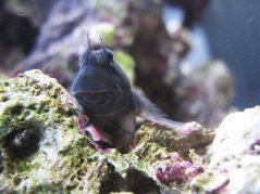 Atrosalarias fuscus