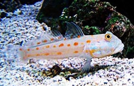 Valenciennea puellaris