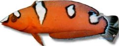 gaim7
