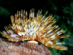 Sabellastarte indica PREMIUM L-XL