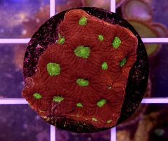 Favites sp. RED WAR