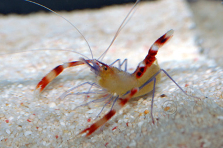 stanopus cyanocselis5