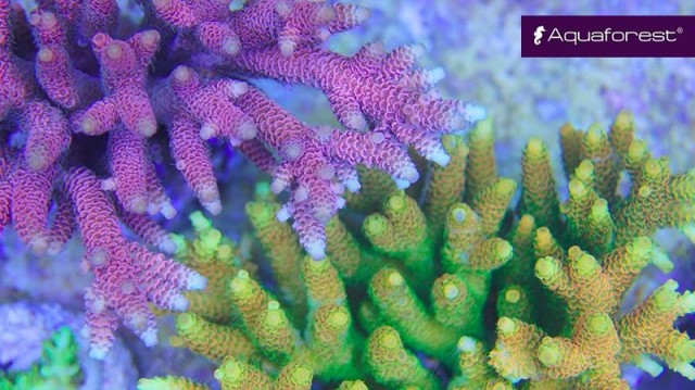 af live corals bann