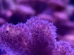 Pocillopora damicornis ROSA