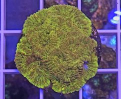 Favia sp. GOLD