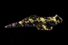 Synchiropus ocellatus