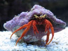 clibanarius digueti