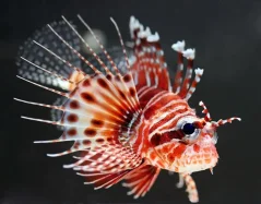 Pterois mombasae